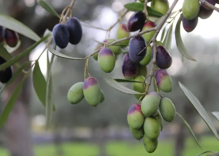 לינה וארוחת בוקר Flora סנטרמו אין קולה