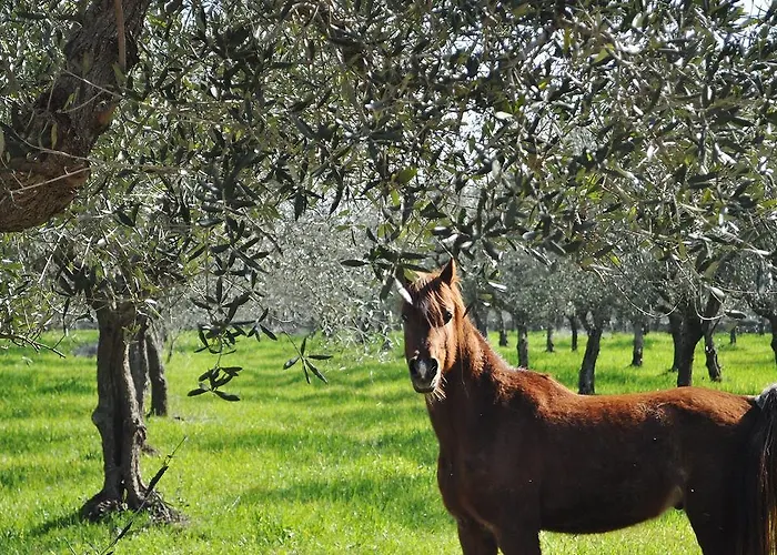 לינה וארוחת בוקר Flora