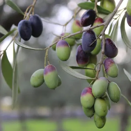 فندق مبيت وإفطار Flora سانتيرامو إن كولي