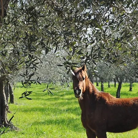 Alojamento de Acomodação e Pequeno-almoço Flora